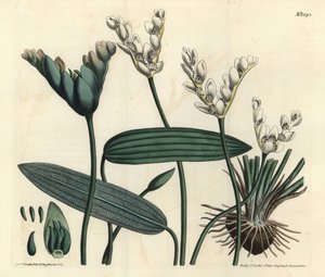 Aponogeton illatos - Cap-padweed, Aponogeton distachyos (villás virágú aponogeton, Aponogeton distachyon). F. Sansom Jr. kézi színű rézmetszete Sydenham Edwards illusztrációja után, William Curtis Botanical Magazine, T. Curtis, alkotó: Sydenham Teast Edwards