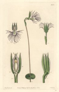 Araignee orchidea, Dél-Afrikában őshonos – Erős víz S. Wattstól Sarah Anne Drake (1803-1857) illusztrációjából, a Botanical Registerből alkotó: Sydenham Teast Edwards