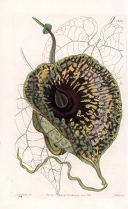 Aristoloche Variete – S.Watts által gravírozott tábla Sarah Anne Drake (1803-1857) illusztrációjáról, a Sydenham Edwards (1768-1819) botanikai nyilvántartásából, Angliából alkotó: Sydenham Teast Edwards