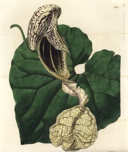 Aristoloche variete - Csónakvirágú anyafű, Aristolochia cymbifera. S. Watts kézi színű rézmetszet Miss Sarah Drake illusztrációja nyomán a Sydenham Edwards Botanical Register-ből, Ridgeway, London alkotó: Sydenham Teast Edwards