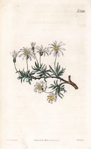 Aster acre - Cserje őszirózsa, Felicia fruticosa (cserjes csillagfű, Aster fruticulosus). Weddell kézzel színezett rézmetszet Sydenham Edwards illusztrációja nyomán Samuel Curtis „” Botanical Magazine” című londoni magazinjából alkotó: Sydenham Teast Edwards