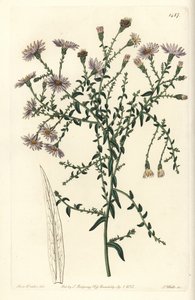 Aster variete - New York-i őszirózsa, Symphyotrichum dumosum (Coris-levelű csillagfű, Aster coridifolius). S. Watts kézi színű rézmetszet Sarah Drake illusztrációja után a Sydenham Edwards Botanical Register-ből, Ridgeway, London alkotó: Sydenham Teast Edwards