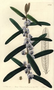 Ausztrál hovea cserjefajta - Shaggy hovea, Hovea villosa. S. Watts kézi színű rézmetszete J.T. illusztrációja után. Hart a Sydenham Edwards Botanical Register-ből, Ridgeway, London alkotó: Sydenham Teast Edwards