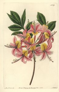 Azalee pontic yellow - Sárga azálea, Rhododendron luteum (Changeable Pontic azalea, Azalea pontica versicolor). S. Watts kézi színű rézmetszet Miss Sarah Drake illusztrációja után a Sydenham Edwards Botanical Register-ből, Ridgeway, L alkotó: Sydenham Teast Edwards