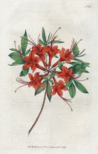 Azalee csupasz virágokkal (Rhododendron periclymenoides) – Sydenham Edwards (1768-1819) litográfiája, William Curtis (1746-1799) táblája a Botanical Magazine-ból alkotó: Sydenham Teast Edwards