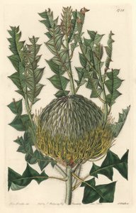 Banksia speciosa, eredetileg Ausztráliából – S. Watts erős víz Sarah Anne Drake (1803-1857) illusztrációjából, a botanikai nyilvántartásból alkotó: Sydenham Teast Edwards