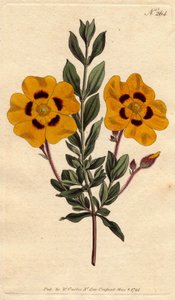 A gyönyörű ciszta élénksárga virágai bíborral díszítettek. Gyönyörű cisztus élénk sárga virágokkal, bíborral díszítve. Cistus formosus. Kézi színű rézmetszet Sydenham Edwards botanikai illusztrációjából William Curtis " alkotó: Sydenham Teast Edwards