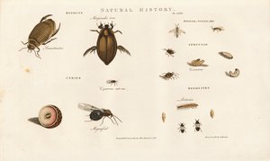 Bogárfajok és fejlődési szakaszaik alkotó: Sydenham Teast Edwards