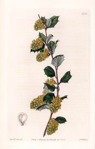 Berberis – S.Watts által gravírozott tábla Sarah Anne Drake (1803-1857) illusztrációjáról, a Sydenham Edwards (1768-1819) botanikai nyilvántartásából, Anglia alkotó: Sydenham Teast Edwards