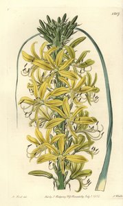 Bogyó Asphodele - Asphodeline lutea (szibériai sárga asfodel, Asphodelus luteus var. sibiricus). S. Watts kézi színű rézmetszet M. Hart illusztrációja után a Sydenham Edwards Botanical Register-ből, Ridgeway, London alkotó: Sydenham Teast Edwards