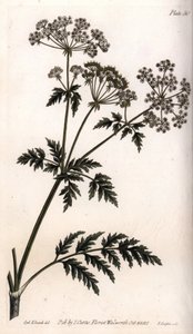 Nagy bürök. Színes rézmetszet, Sydenham Edwards (1768-1819) illusztrációja a Lambethi Botanikus Kert (Anglia) botanikai konferenciájához alkotó: Sydenham Teast Edwards