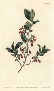 Fekete huckleberry, Gaylussacia baccata (piros virágú nyirkos bogyó, Vaccinium resinosum) – F. Sansom Jr. kézi színű rézmetszete Sydenham Edwards illusztrációja után, William Curtis Botanical Magazine, T. Curtis, London alkotó: Sydenham Teast Edwards