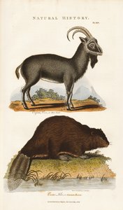 Kék kecske és hód alkotó: Sydenham Teast Edwards