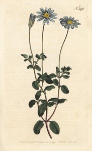 Blue Package, Felicie, Cape Margarita vagy Cape Aster - Kék százszorszép, Felicia amelloides (Kék virágú cineraria vagy Cape Aster, Cineraria amelloides) - Sansom kézi színű rézmetszet Sydenham Edwards William Curtis illusztrációja után alkotó: Sydenham Teast Edwards