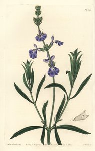 Kékzsálya - Gyepzsálya, Salvia azurea (keskenylevelű zsálya, Salvia angustifolia). S. Watts kézi színű rézmetszet Miss Sarah Drake illusztrációja után a Sydenham Edwards Botanical Register-ből, Ridgeway, London alkotó: Sydenham Teast Edwards