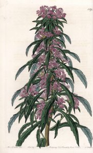 Boisduvalia variete, sűrű virágú epilobe – S.Watts vésett tábla Sarah Anne Drake (1803-1857) illusztrációjából, a Sydenham Edwards (1768-1819) botanikai nyilvántartásából, Angliából alkotó: Sydenham Teast Edwards