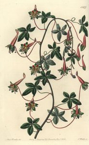 Bolíviai kapucinus - Ötlevelű tropaeoleum, Tropaeoleum pentaphyllum. S. Watts kézi színű rézmetszet Miss Sarah Drake illusztrációja nyomán a Sydenham Edwards Botanical Register-ből, Ridgeway, London alkotó: Sydenham Teast Edwards