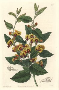 Bossiaea a osztályú virágok, ausztrál eredetű - S. Watts erős víz Sarah Anne Drake (1803-1857) illusztrációjából, a botanikai nyilvántartásból alkotó: Sydenham Teast Edwards
