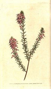 Bruyere carnee, Bruyere hússzínű, Bruyere a hó vagy Bruyere az Alpok - Lágyszárú, Erica herbacea. Kézzel színezett rézmetszet Sydenham Edwards botanikai illusztrációja nyomán William Curtis The Botanical Magazine-jából, Lambet alkotó: Sydenham Teast Edwards