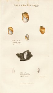 Különböző fajok buborékhéjai alkotó: Sydenham Teast Edwards