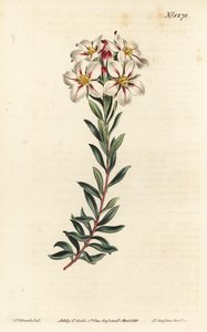 Buchu, Adenandra villosa (ernyős virágú dioszma, Diosma speciosa) – F. Sansom Jr. kézi színű rézmetszete Sydenham Edwards illusztrációja után, William Curtis Botanical Magazine, T. Curtis, London alkotó: Sydenham Teast Edwards