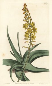 Bulbine variete - Bulbine alooides (Aloe-leaved anthericum, Anthericum alooides). F. Sansom Jr. kézi színű rézmetszete Sydenham Edwards illusztrációja után a William Curtis Botanical Magazine-ból, T. Curtis, London alkotó: Sydenham Teast Edwards