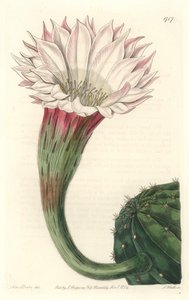 Virágzó kaktusztengeri sün vagy Mózesgolyó, Brazíliában őshonos – Erős víz S. Wattstól Sarah Anne Drake (1803-1857) illusztrációjából, a Botanical Registerből alkotó: Sydenham Teast Edwards