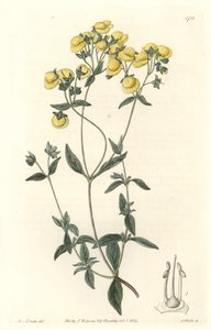 Calceolaire vagy kis női papucs vagy pénztárca, Chilében őshonos – S. Watts Water forte Sarah Anne Drake (1803-1857) illusztrációjából, a Botanical Registerből alkotó: Sydenham Teast Edwards