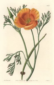 Kaliforniai mák vagy amerikai mák – S. Watts erős víz Sarah Anne Drake (1803-1857) illusztrációjából, a Botanical Registerből alkotó: Sydenham Teast Edwards