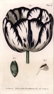 Tulipán és szegfű giroflee vagy szegfű virágüzletek Calisse. Színes rézmetszet, Sydenham Edwards (1768-1819) illusztrációja a Lambethi Botanikus Kert (Anglia) botanikai konferenciájához alkotó: Sydenham Teast Edwards