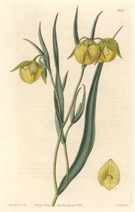 Calohorte (mariposa) vagy cyclobothre sárga virágokkal, Kaliforniában őshonos – S. Watts erős víz Sarah Anne Drake (1803-1857) illusztrációjából, a Botanical Registerből alkotó: Sydenham Teast Edwards