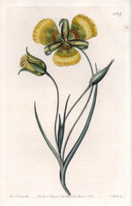 A Calochortusnak nagy, sárga virágai vannak – S.Watts gravírozott táblája Sarah Anne Drake (1803-1857) illusztrációjából, a Sydenham Edwards (1768-1819) botanikai nyilvántartásából, Angliából alkotó: Sydenham Teast Edwards