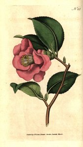 Camelia Japánból - Rose Camellia, Camellia japonica. Kézzel színezett rézmetszet James Sowerby botanikai illusztrációja nyomán William Curtis The Botanical Magazine-jából, Lambeth Marsh, London alkotó: Sydenham Teast Edwards