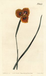 Cape Tulip - Narancssárga színű moraea, Moraea tulbaghensis (Moraea pavonia). F. Sansom Jr. kézi színű rézmetszete Sydenham Edwards illusztrációja után a William Curtis Botanical Magazine-ból, T. Curtis, London alkotó: Sydenham Teast Edwards
