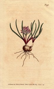 Cape jácint, hagymával, ecarlate levelekkel és halvány rózsaszín virággal. Cape Hyacinth, hagymával, skarlát levelekkel és halvány rózsaszín virágokkal. Polyzena corymbosa (Massonia corymbosa). Kézi színű rézmetszet Sydenham Edwards botanikai illusztrációj alkotó: Sydenham Teast Edwards