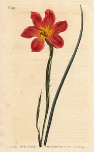 Cape tulipán, moraea virágzó szalma és rózsaszín lazac. Szalmaszínű egyforma virágú moraea, lazac rózsaszín és sárga Cape Tulip. Homeria collina (Moraea collina). Kézi színű rézmetszet Sydenham Edwards botanikai illusztrációjából, Willtől alkotó: Sydenham Teast Edwards