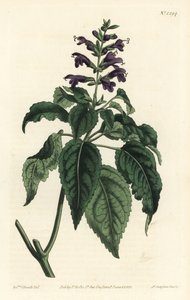 Karib-tengeri zsálya - Salvia lamiifolia (lila virágú zsálya, Salvia amoena). F. Sansom Jr. kézi színű rézmetszete Sydenham Edwards illusztrációja után a William Curtis Botanical Magazine-ból, T. Curtis, London alkotó: Sydenham Teast Edwards