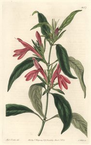 Carmantine, Brazíliában született – S. Watts vízi forte Sarah Anne Drake (1803-1857) illusztrációjából, a botanikai nyilvántartásból alkotó: Sydenham Teast Edwards
