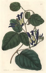 Caulinie noiratre, Ausztráliában őshonos – S. Watts erős víz Sarah Anne Drake (1803-1857) illusztrációjából, a Botanical Registerből alkotó: Sydenham Teast Edwards