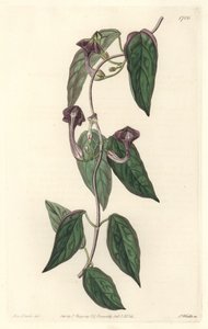 Ceropegia elegáns, Indiában őshonos – Erős víz, S. Watts Sarah Anne Drake (1803-1857) illusztrációjából, a Botanical Registerből alkotó: Sydenham Teast Edwards