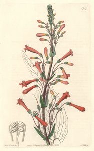 Chelone (vagy Galane) kaliforniai macskalevéllel rendelkezik – S. Watts erős víz Sarah Anne Drake (1803-1857) illusztrációja alapján, a botanikai nyilvántartásból alkotó: Sydenham Teast Edwards
