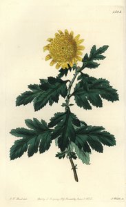 Kínai kamilla vagy indiai krizantém – dupla sárga indiai krizantém, Chrysanthemum indicum var. plénum. S. Watts kézi színű rézmetszet J.T. illusztrációja után. Hart a Sydenham Edwards Botanical Register-ből, Ridgeway, London