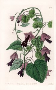 Kínai kalap – S. Watts által gravírozott tábla Sarah Anne Drake (1803-1857) illusztrációjáról, a Sydenham Edwards (1768-1819) botanikai nyilvántartásából, Anglia alkotó: Sydenham Teast Edwards