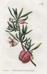 Chinese Lantern vagy Nymania – Sydenham Edwards (1768-1819) litográfiája, William Curtis (1746-1799) a Botanical Magazine-ból alkotó: Sydenham Teast Edwards