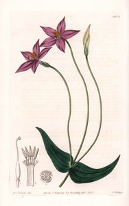 Chironia Variete – S.Watts által gravírozott tábla Sarah Anne Drake (1803-1857) illusztrációjáról, a Sydenham Edwards (1768-1819) botanikai nyilvántartásából, Anglia alkotó: Sydenham Teast Edwards
