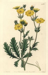 Cinquefoil dressee - Szaggatott levelű cinquefoil, Potentilla laciniosa. S. Watts kézi színű rézmetszet M. Hart illusztrációja után a Sydenham Edwards Botanical Register-ből, Ridgeway, London alkotó: Sydenham Teast Edwards
