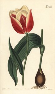 Claramond tulipán, Tulipa suaveolens var. latifolia. Weddell kézi színű rézmetszet Sydenham Edwards botanikai illusztrációja után a William Curtis Botanical Magazine-ból, Samuel Curtis, London alkotó: Sydenham Teast Edwards