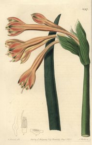 Clinanthus fulvus (Tawny coburgia, Coburgia fulva). S. Watts kézi színű rézmetszet William Herbert illusztrációja után a Sydenham Edwards Botanical Register-ből, Ridgeway, London alkotó: Sydenham Teast Edwards