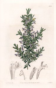 Clinopodium Variete – S. Watts által gravírozott tábla Sarah Anne Drake (1803-1857) illusztrációjáról, a Sydenham Edwards (1768-1819) botanikai nyilvántartásából, Angliából alkotó: Sydenham Teast Edwards