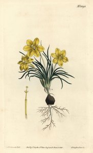 Óravirág, Moraea fugacissima (keskenylevelű galaxis, Galaxia graminea). F. Sansom Jr. kézi színű rézmetszete Sydenham Edwards illusztrációja után a William Curtis Botanical Magazine-ból, T. Curtis, London alkotó: Sydenham Teast Edwards